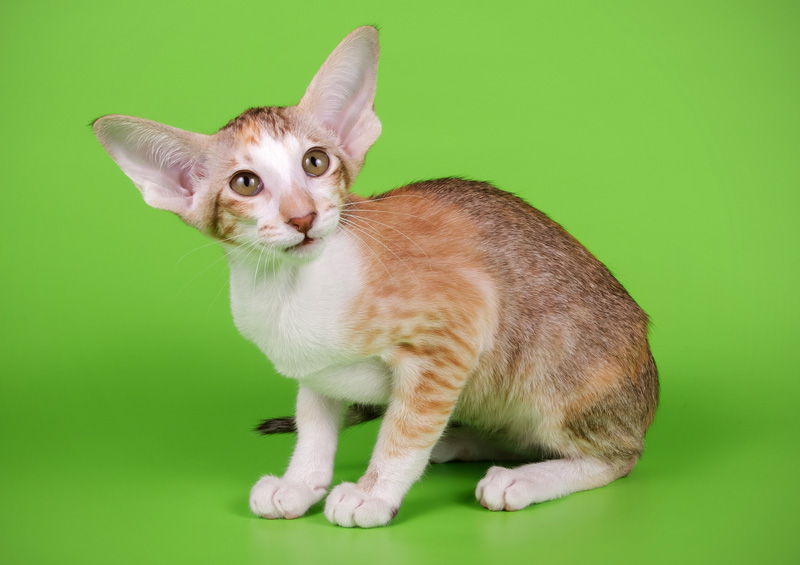 orientalu trumpaplaukes kates kaciukas oriental shorthair