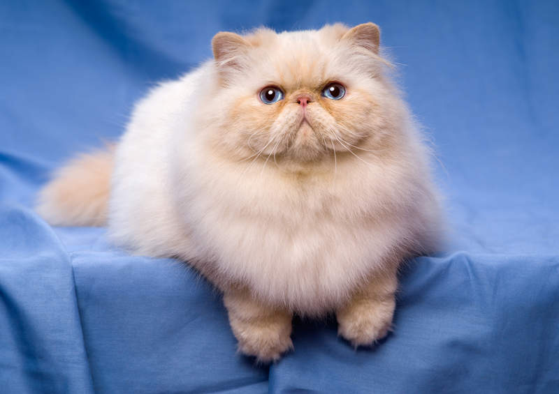 Persų katės (Persian cat)