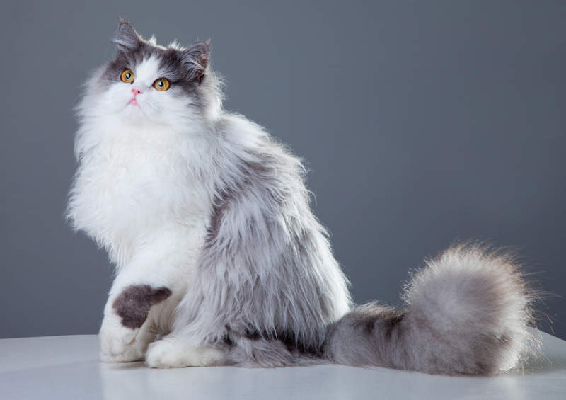 persu kates Persian cat