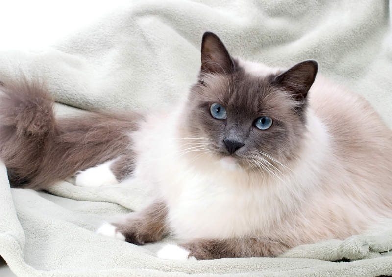 Ragdoll katės (Skudurinukė, Ragdoll)