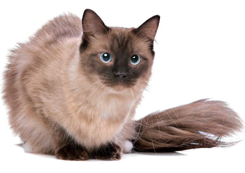 Ragdoll katės (Skudurinukė, Ragdoll)