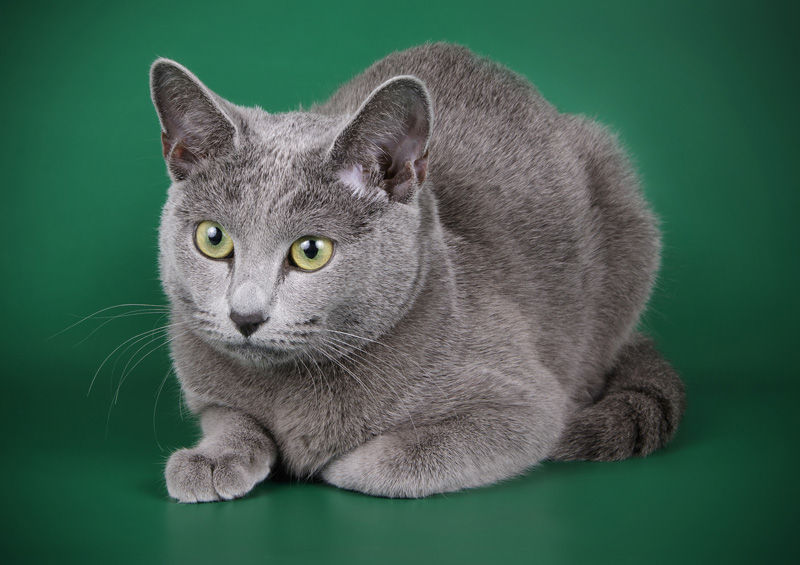 rusu melynasis Russian Blue