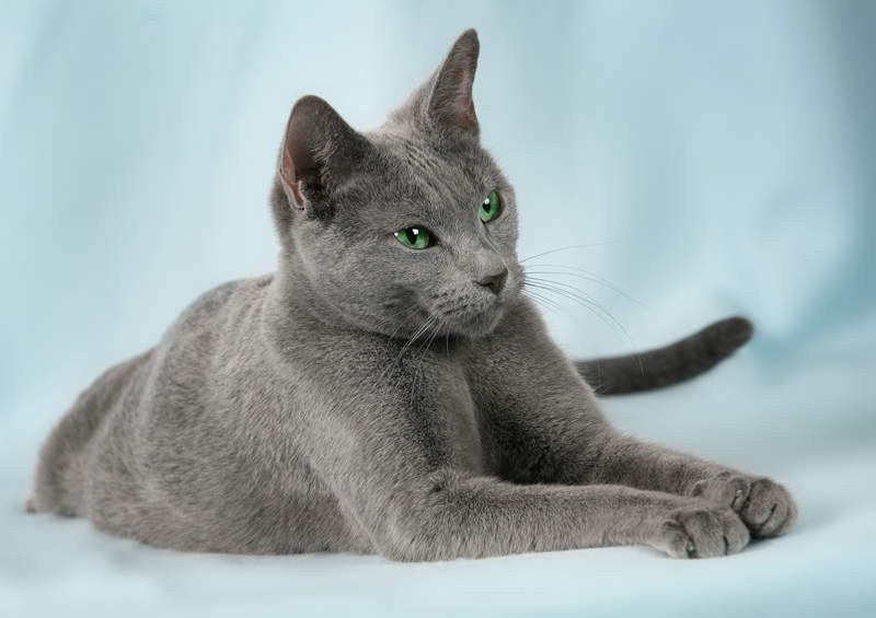 Rusų mėlynasis (Russian Blue)