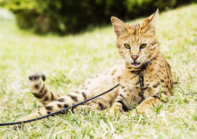 savanos kate savannah cat