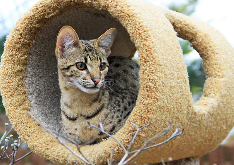 savanos kate savannah cat