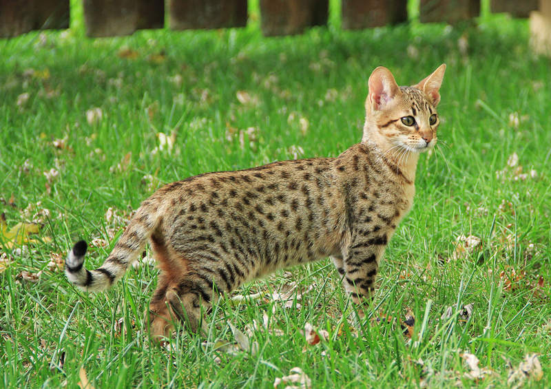 savanos kate savannah cat