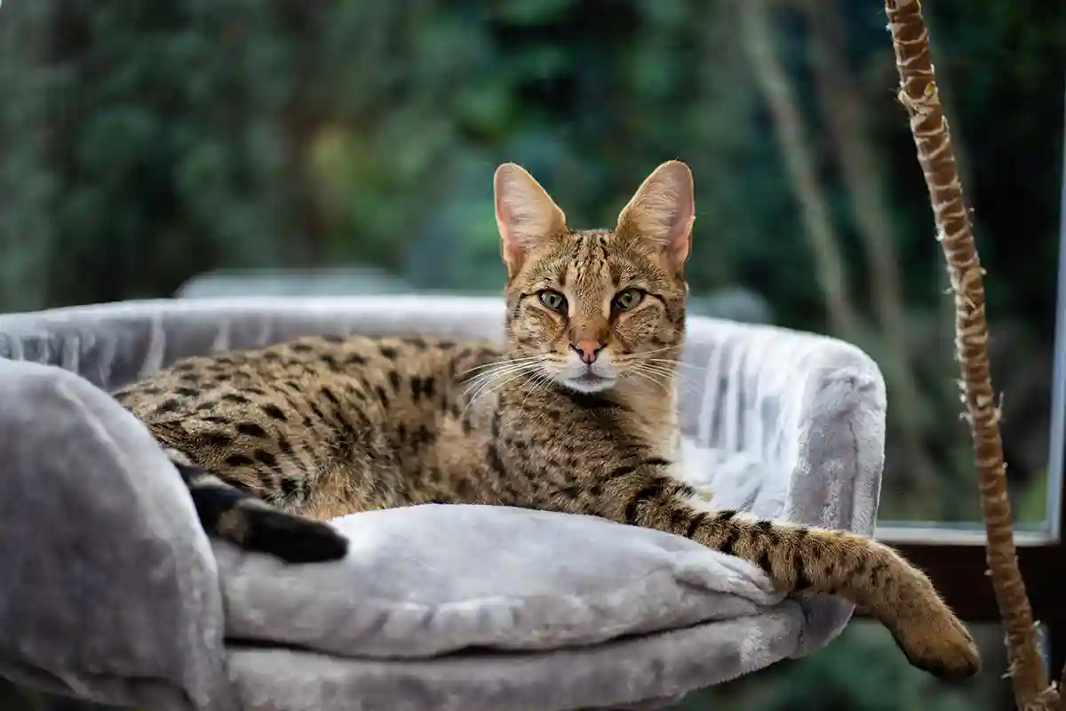 Savanos katė (Savannah cat) Savanos katė (Savannah cat)