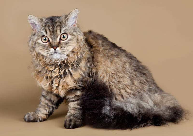 Selkirk Rex katės (Selkirk Rex)