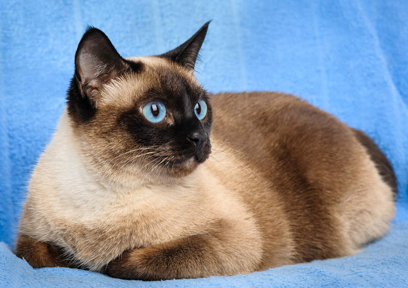 Siamo katės (Siamese)