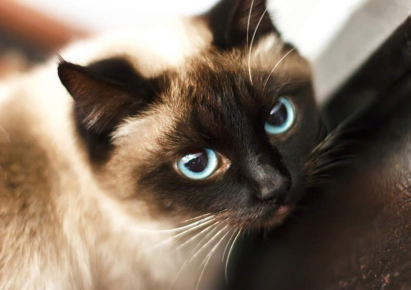 Siamo katės (Siamese)