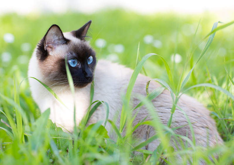 siamo kate Siamese