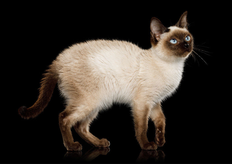 Siamo katės (Siamese) Siamo katės (Siamese)