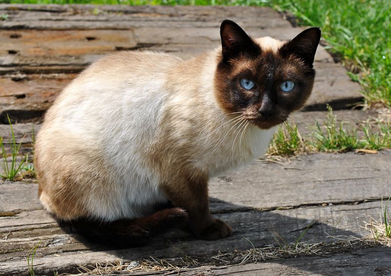 siamo kate Siamese