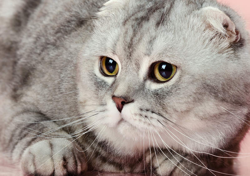 Škotų nulėpausis (Scottish Fold)