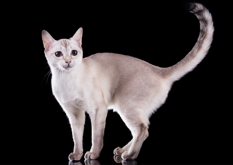 Tonkino katė (Tonkinese cat) Tonkino katė (Tonkinese cat)