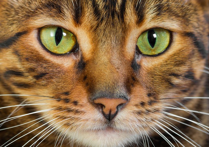 Toyger katė (Toyger cat) Toyger katė (Toyger cat)