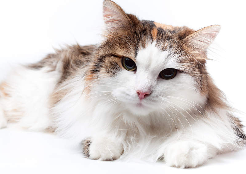 Turkų angora (Turkish Angora)