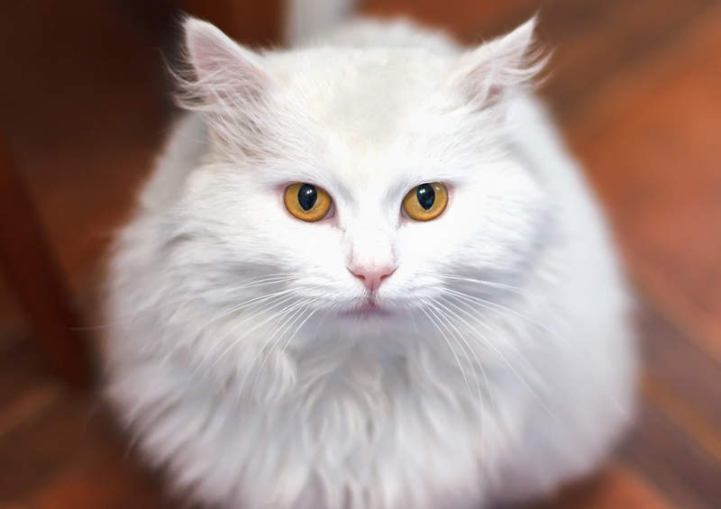 turku angora turkish angora