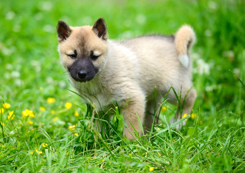 vakaru sibiro laikos suniukas West Siberian Laika