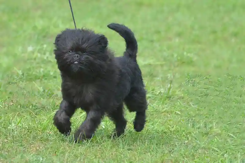 afenpinceris Affenpinscher 2