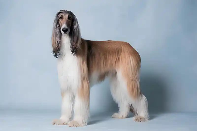 afganu kurtas Afghan hound ai 22015411
