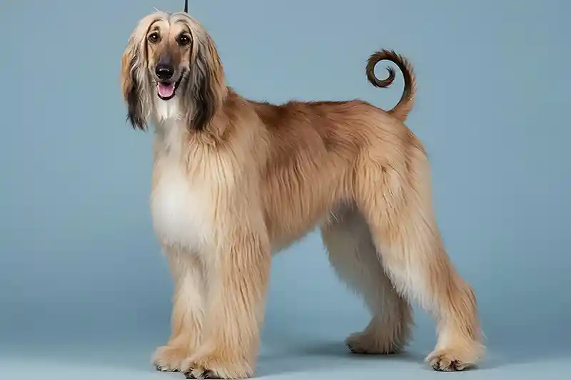 afganu kurtas Afghan hound ai 221145487