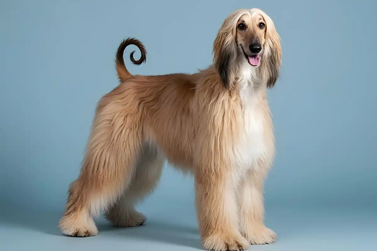Afganų kurtas (Afghan hound)
