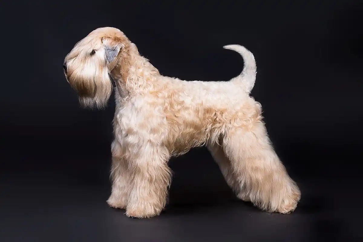 Airių kviečiaspalvis terjeras (Irish soft-coated Wheaten Terrier)