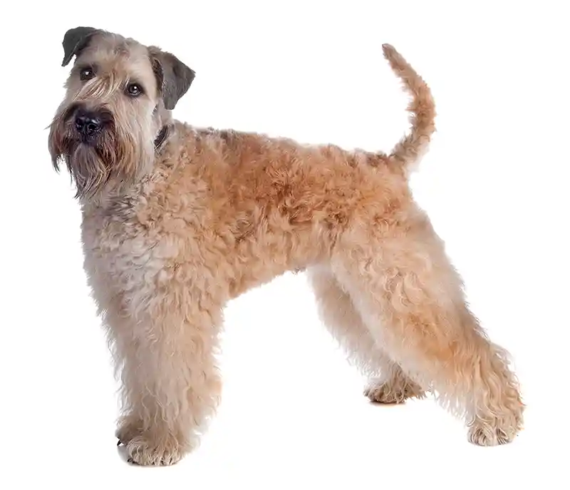 airiu kvieciaspalvis terjeras 2 Irish soft coated Wheaten Terrier