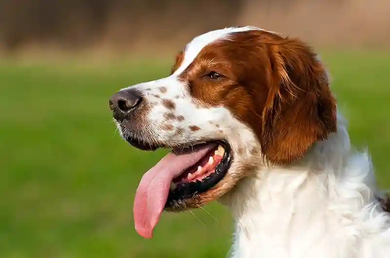 airiu rudai baltas seteris Irish Red and White Setter 3