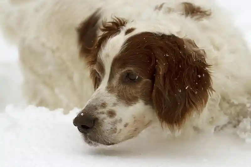 airiu rudai baltas seteris 3