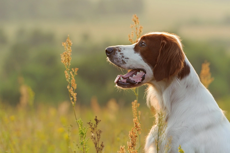 airiu rudai baltas seteris 4