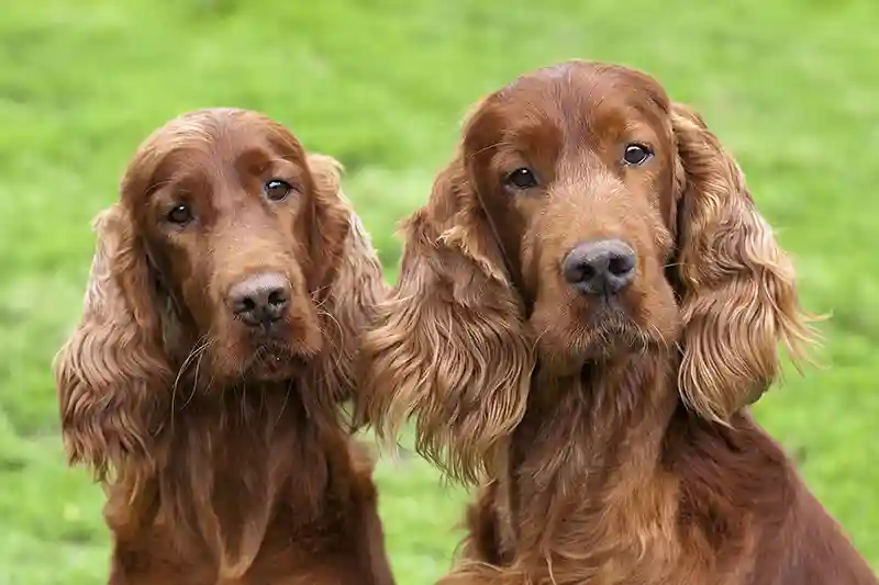 airiu seteriai 45196792