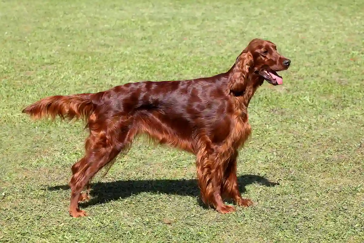 Airių seteris (Irish Setter)