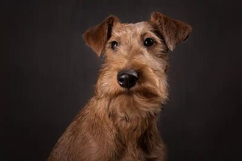 airiu terjeras irish Terrier 159824015