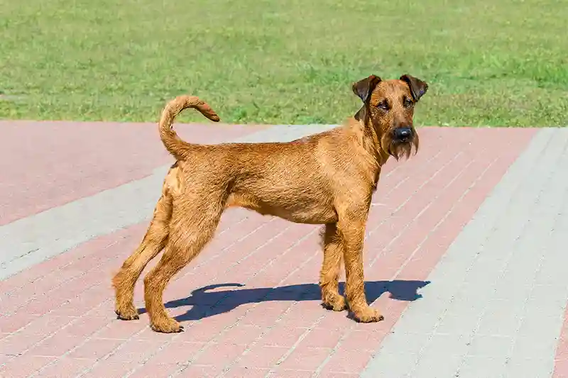 airiu terjeras irish Terrier 242153743