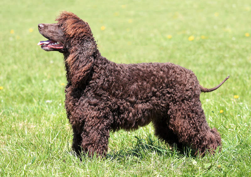 Airių vandens spanielis (Irish Water Spaniel) Airių vandens spanielis (Irish Water Spaniel)