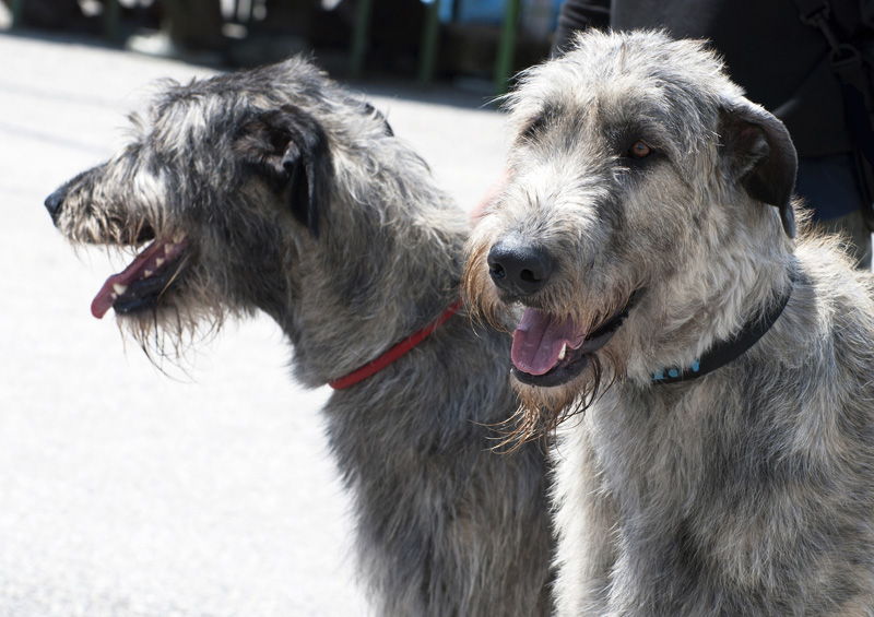 airiu vilkogaudziai Irish Wolfhound