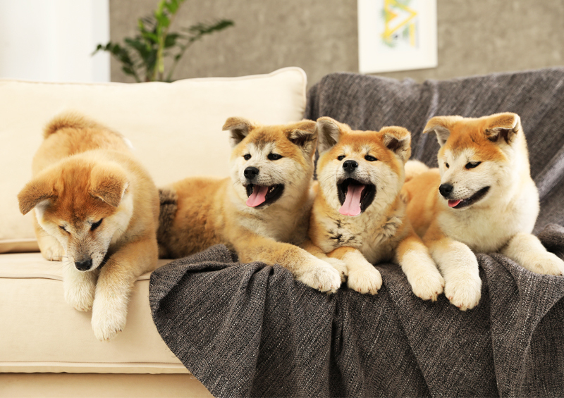 akita inu suniukai 3