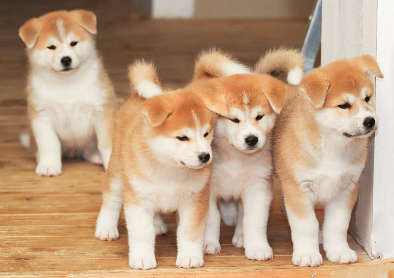 akita inu suniukai