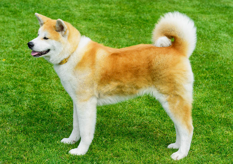 Akita Inu (amgl. Akita Inu)