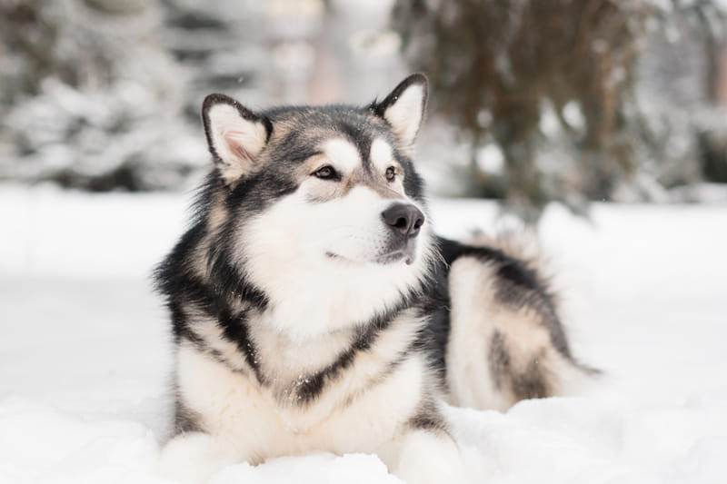 Aliaskos malamutas (Alaskan Malamute)