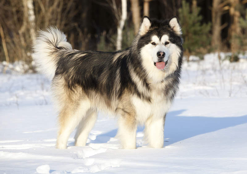 Aliaskos malamutas (Alaskan Malamute)