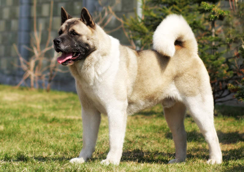 Amerikiečių akita šunys (American Akita)