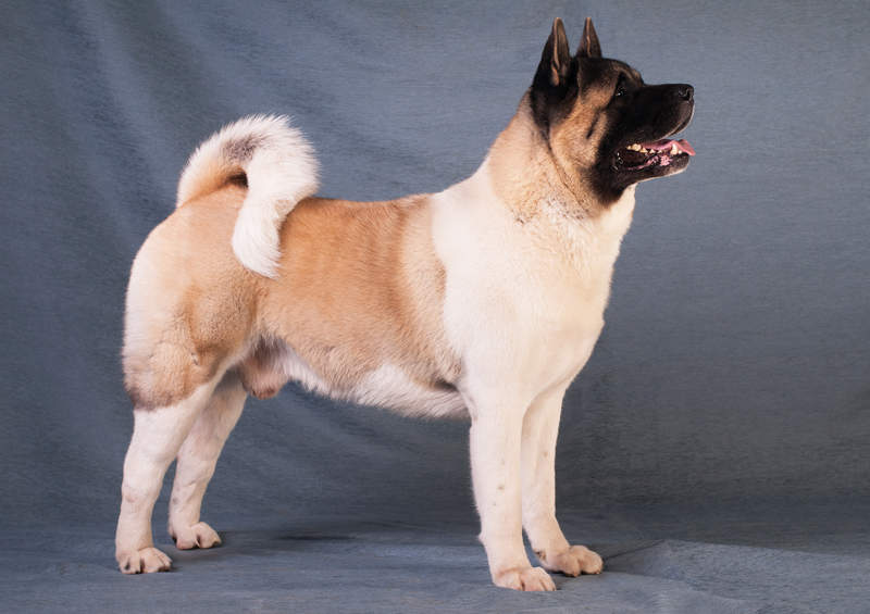 Amerikiečių akita (American Akita)