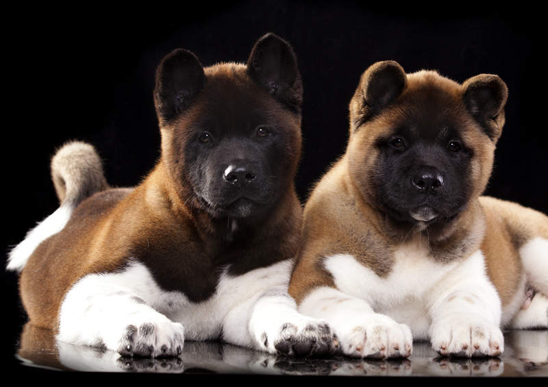 Amerikiečių akita šuniukai (American Akita)