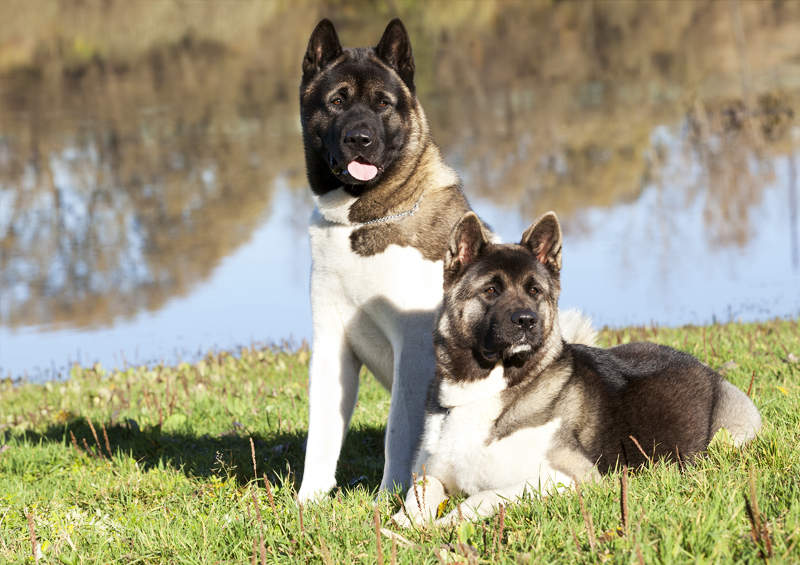 amerikieciu akita sunys American Akita