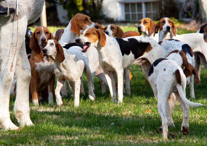 amerikieciu fokshaundai american foxhound