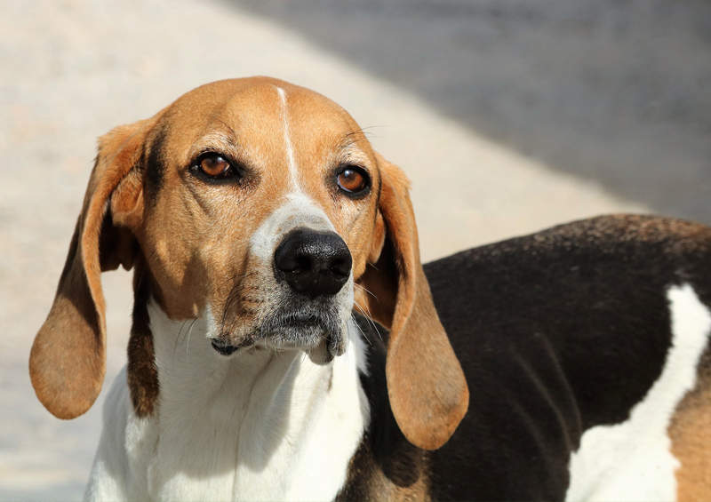 Amerikiečių Fokshaundas (American Foxhound)