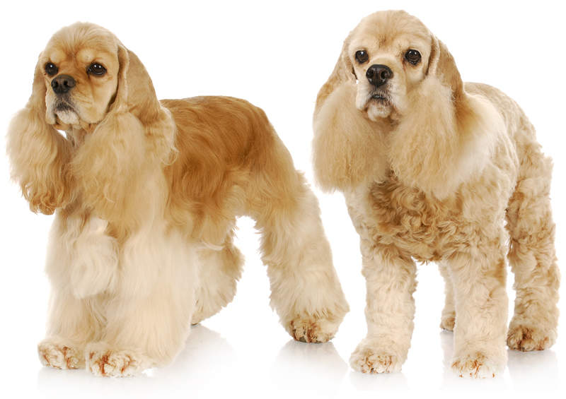 Amerikiečių kokerspanielis (American Cocker Spaniel)